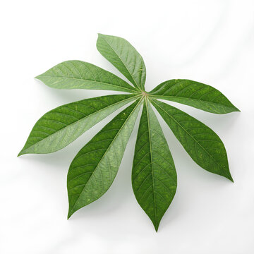 Palmately compound green leaf with radiating leaflets 1.
