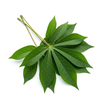 Palmately compound vibrant green leaf with multiple leaflets.