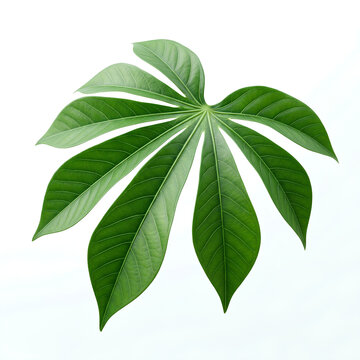 Radiating umbrella leaf with palmately arranged leaflets.