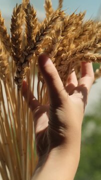 Vertical video. Hand of young woman gently caressing ripe wheat ears touching them with her fingers. Female fingers stroking golden wheat ears in bundle standing on windowsill. Abundant grain harvest
