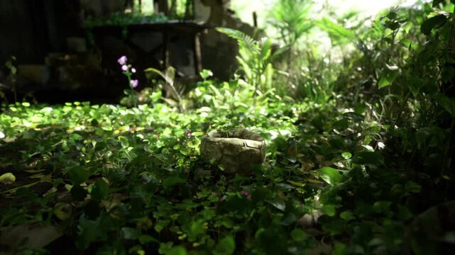 Ancient nature scene. Old tree remains with flowers. Decay landscape featuring blossoms and vines. Weathered tree stump decorated with ivy and fragile blooms