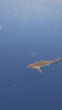 Vertical Video of a Silky Shark Swimming in the Deep Blue Open Ocean