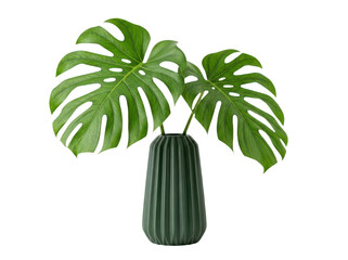 Green monstera deliciosa leaves in decorative ribbed ceramic vase © RAIHAN