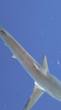 Vertical Video of a Silky Shark Swimming in the Deep Blue Open Ocean