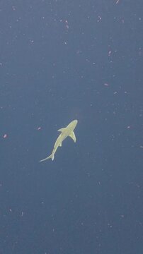 Vertical Video of a Sandbar Shark Swimming in the Deep Blue Open Ocean