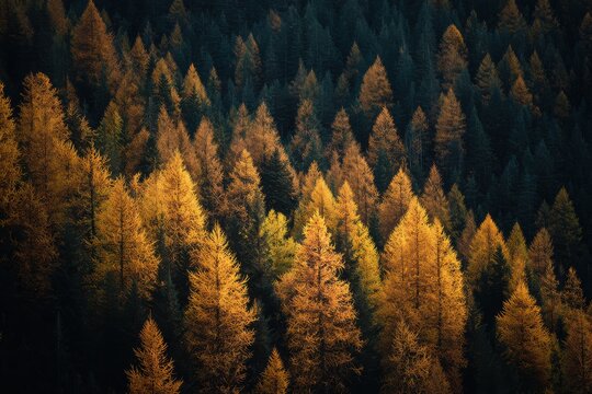 Golden larch trees in dense evergreen forest during autumn with coniferous evergreen woodland landscape wilderness background outdoors sunlight environment majestic peaceful
