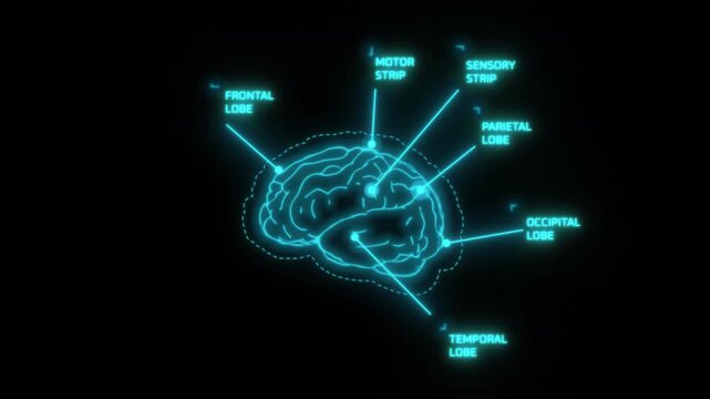 Digital holographic projection of human brain anatomy with labels.