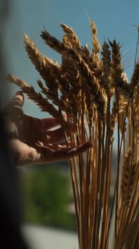 Hand of young woman gently caressing stems and ripe wheat ears standing in bundle on windowsill. Beautiful pattern of light and shadow in scene. love for bread. Bread as main food for survival