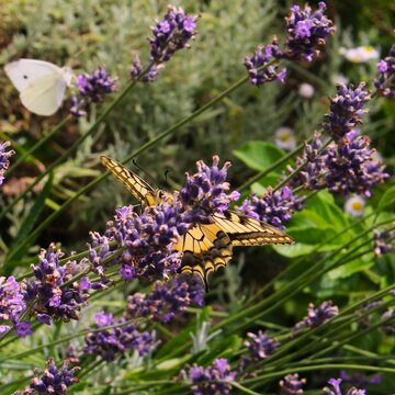 Machaon et lavande