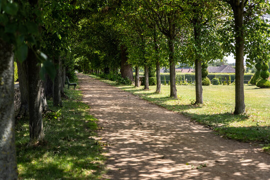 Tree lined path stretches through green park, shaded by dense canopy and dappled summer sunlight. Quiet garden avenue with bench, grass, hedge, topiary creates calm scenic perspective for walking