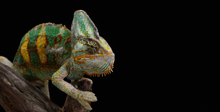 Close portrait of a colorful chameleon highlights detailed scales and natural textures. Macro wildlife photography captures exotic reptile character.