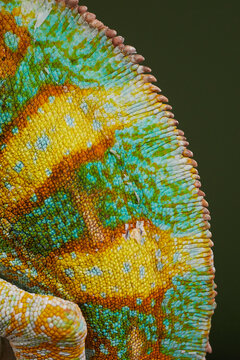 Close view of a colorful chameleon showing detailed textured scales and vivid patterns. Macro wildlife portrait highlights natural camouflage and reptile textures.