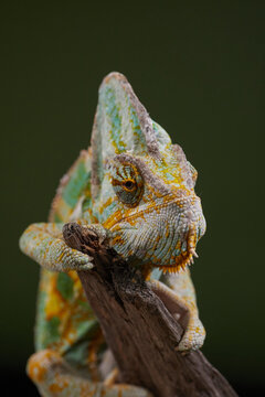 Close portrait of a chameleon reveals textured scales and focused expression. Detailed macro photography emphasizes natural reptile features.
