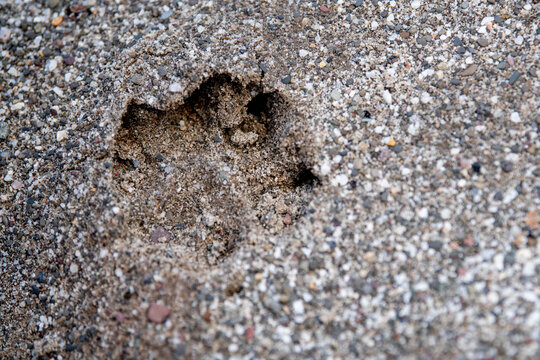 Animal paw print impressed in smooth beach sand, with distinct toe pads and faint claw marks preserved in fine detail, symbolizing wildlife, journeys, nature, and leaving a lasting mark.