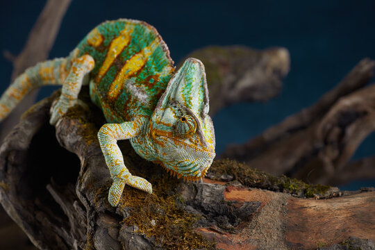 Close portrait of a colorful chameleon reveals textured scales and natural color transitions. Macro photography emphasizes reptile details and camouflage.