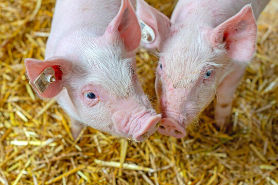 Two Little Piglets Playing Together at Straw Pigs Farming