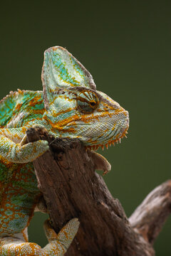 A colorful chameleon rests on a branch while showing detailed textured scales. Wildlife macro portrait emphasizes natural colors and exotic appearance.