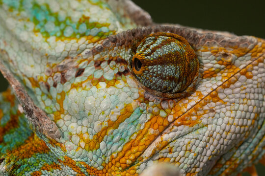 Extreme close portrait focuses on the eye and textured scales of a colorful chameleon. Detailed macro photography reveals natural reptile features.