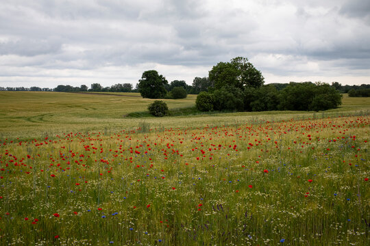 Mohnblumen