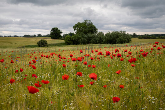 Mohnblumen