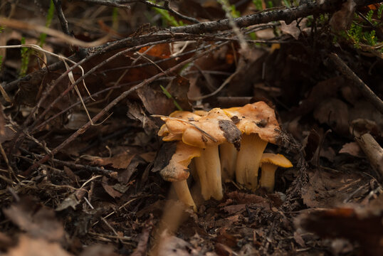 Wild chanterelle mushrooms Cantharellus cibarius grow in a European forest among dry autumn leaves and branches, close-up shot with natural soft light.