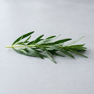신선한 생 타라곤 줄기