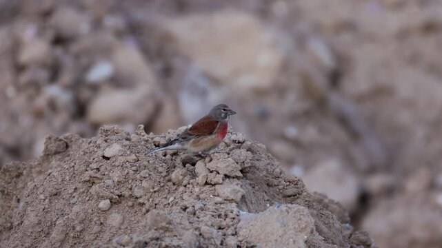 Wildlife footage of an adult male Common linnet (Linaria cannabina) perched on the ground, side view to the camera lens on a summer evening.