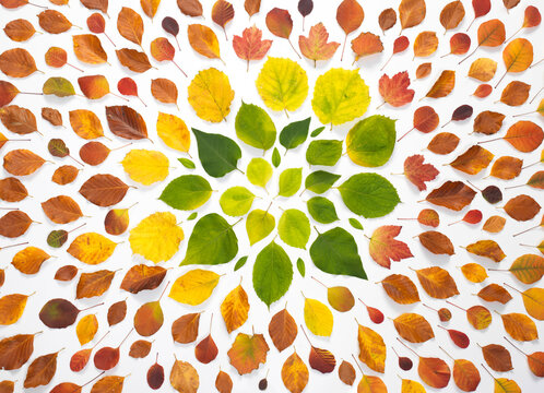 Autumn leaves on white background