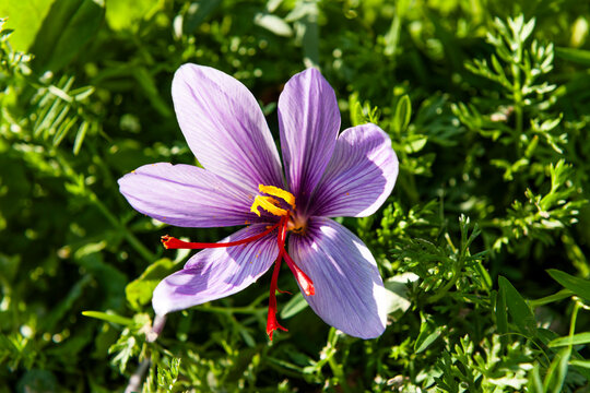 Close up of purple saffron crocus flower blooming in Mund Switzerland