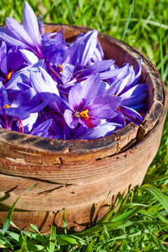 Saffron crocus flowers in a rustic wooden bowl on grass