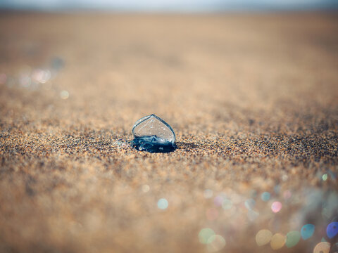Blue Jellyfish on Sandy Beach with Soft Light