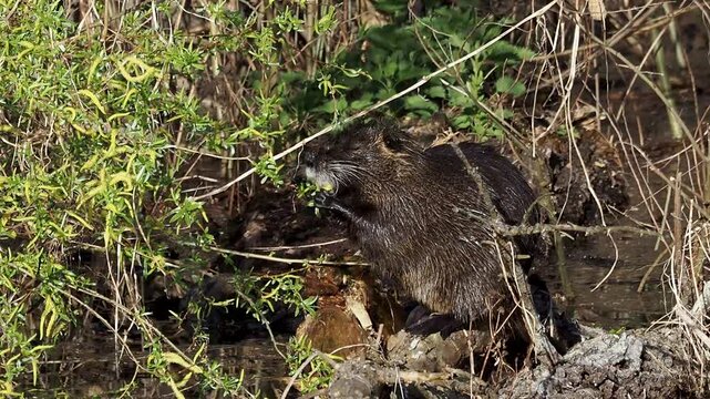 Nutria, Myocastor coypus eating leaves