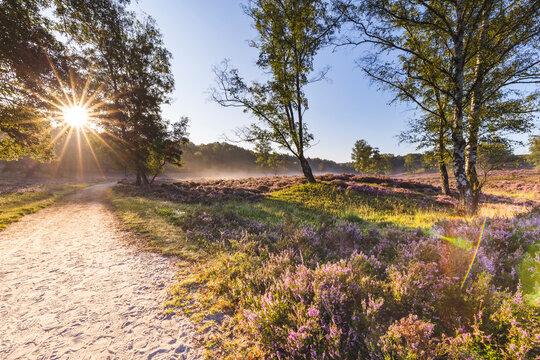 Sun rising over empty dirt road in Fischbeker Heide reserve