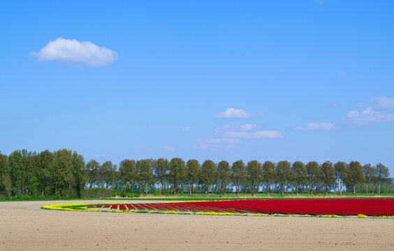 Red flower field and rapeseed in the Netherlands during spring