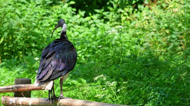 The Straw-necked Ibis, Threskiornis spinicollis is a bird of the ibis and spoonbill family Threskiornithidae. 