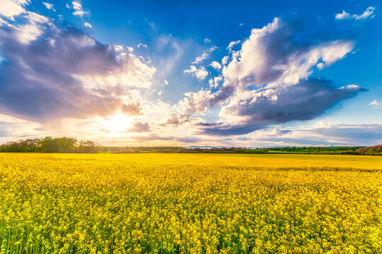 UK, Scotland, Clouds over vast rapeseed field in summer
