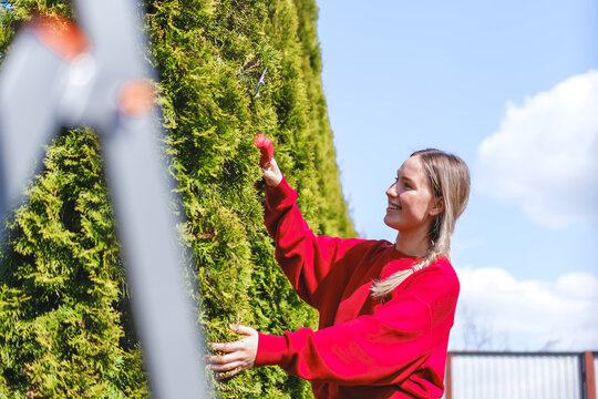 Smiling gardener pruning green hedge in sunny backyard during spring