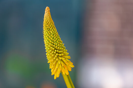Selective focus of yellow flowers in the garden, Kniphofia uvaria or common names Tritoma, Red hot poker, Torch lily and Poker plant is flowering plants in the family Asphodelaceae, Natural background