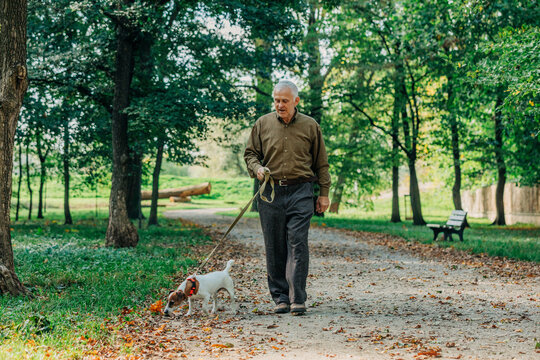 Senior man walking with Jack Russell Terrier dog at autumn park
