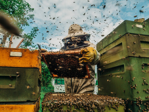 Beekeeper inspecting honeycomb frame at apiary with swarm of bees