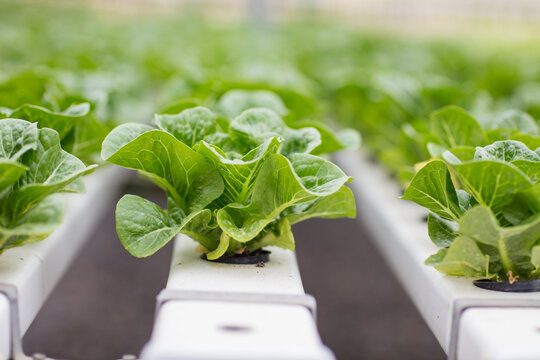 Vegetables growing in greenhouse