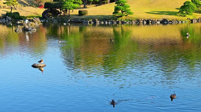 大名たちが愛した景色を今に伝える日本庭園で、絢爛たる秋の散歩道をゆく
(熊本市)水前寺成趣園（水前寺公園）
Stroll along a magnificent autumn path in a Japanese garden that preserves the scenery once cherished by feudal lords.