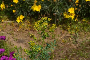 Obraz premium Common rue, or Ruta graveolens plant and bee, in a garden, in Attica, Greece
