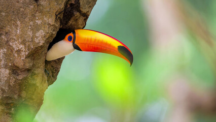 Fototapeta premium Toco Toucan Peering from Tree Cavity Nest in Pantanal Wetlands, Brazil
