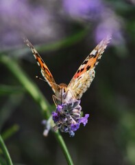 repas de papillon © JCG