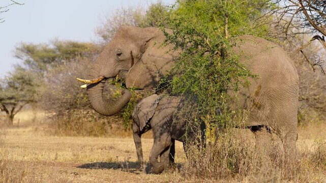 Elephant mum and calf in African bushes