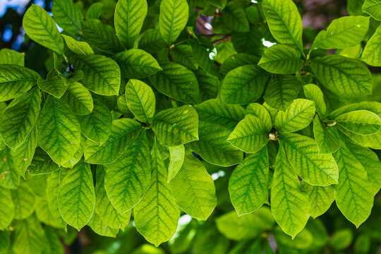 Selective focus of lush green leaves on the twigs tree, Magnolia sieboldii or Siebold's magnolia also known as Korean mountain magnolia and Oyama magnolia, Nature pattern texture, Greenery background.