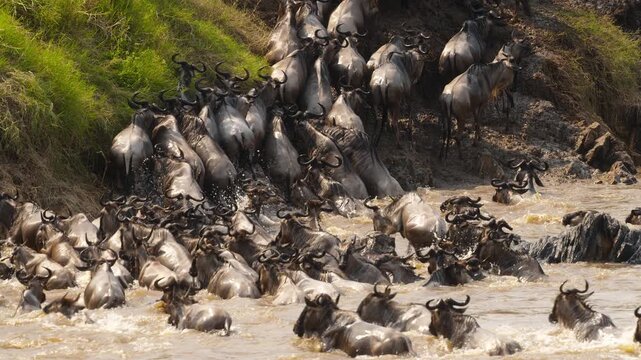Wildebeest crossing Mara River on annual great migration