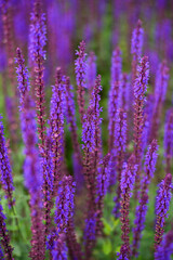 Obraz premium Honey Bee Pollinating Purple Salvia Flowers