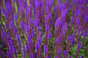 Fototapeta premium Honey Bee Pollinating Purple Salvia Flowers